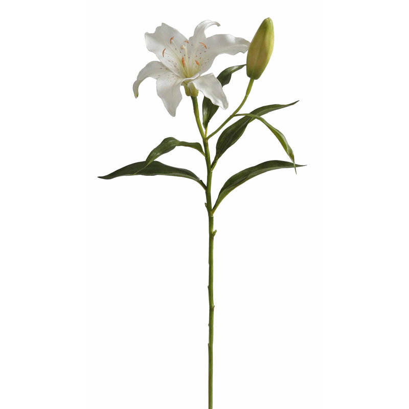 LILY RUBRUM