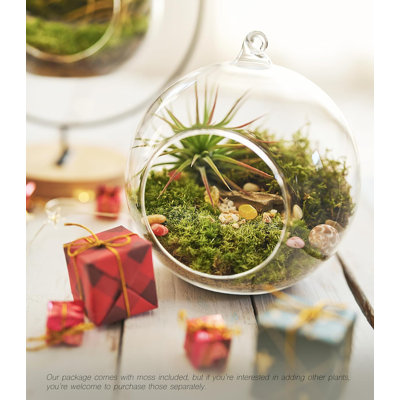 15-Piece Terrarium Kit with Live Moss – DIY Glass Globe Set with Tools, Soil, Stones & Spray Bottle