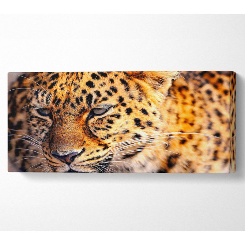 Leopard Close Up - Wrapped Canvas Print, 50.8cm H x 121.9cm W