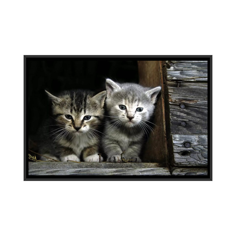 Chatons - reproduction sur toile tendue, Toile avec cadre flottant noir, Pas de tapis, H 18 po x l 26 po x P 1,5 po