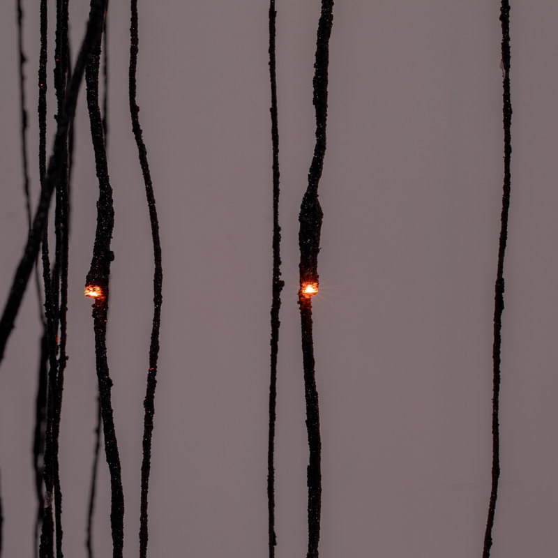 Arbres et branches éclairés