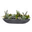 Succulents In Boat