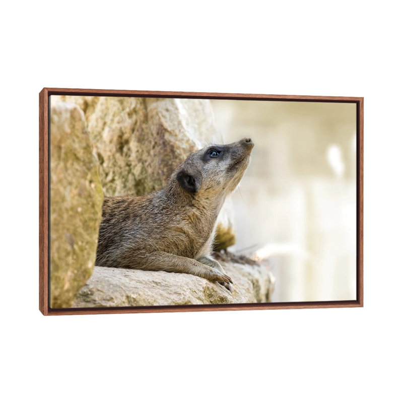 Cute Meerkat In Sunlight - Wall Art Print - Wrapped Canvas, 40" x 26", Framed Canvas, Brown