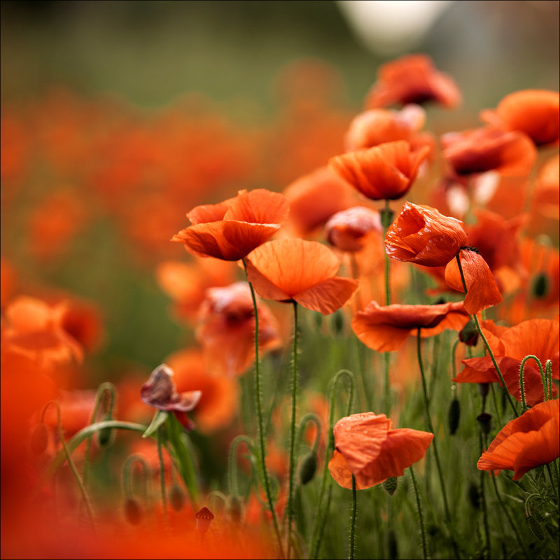 No Frame Print on Glass, 80 cm H x 80 cm W x 1.5 cm D