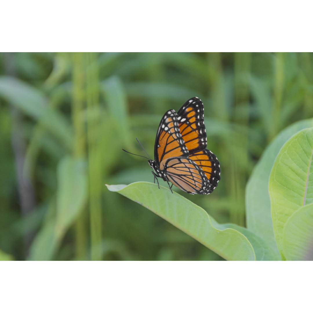 Monarch Schmetterling von Wolfdale - Leinwandbild