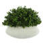 11'' Faux Boxwood Plant in Fiberstone Planter