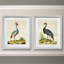 Heron Portrait I-Framed 2 Piece Set - Black - 2 Piece Single Picture Frame Print
