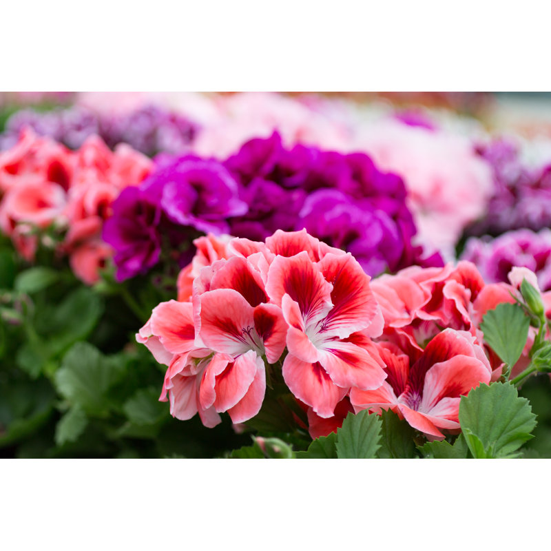 Geraniums rose, rose et mauve par Annekedeblok, H 32 po x l 48 po