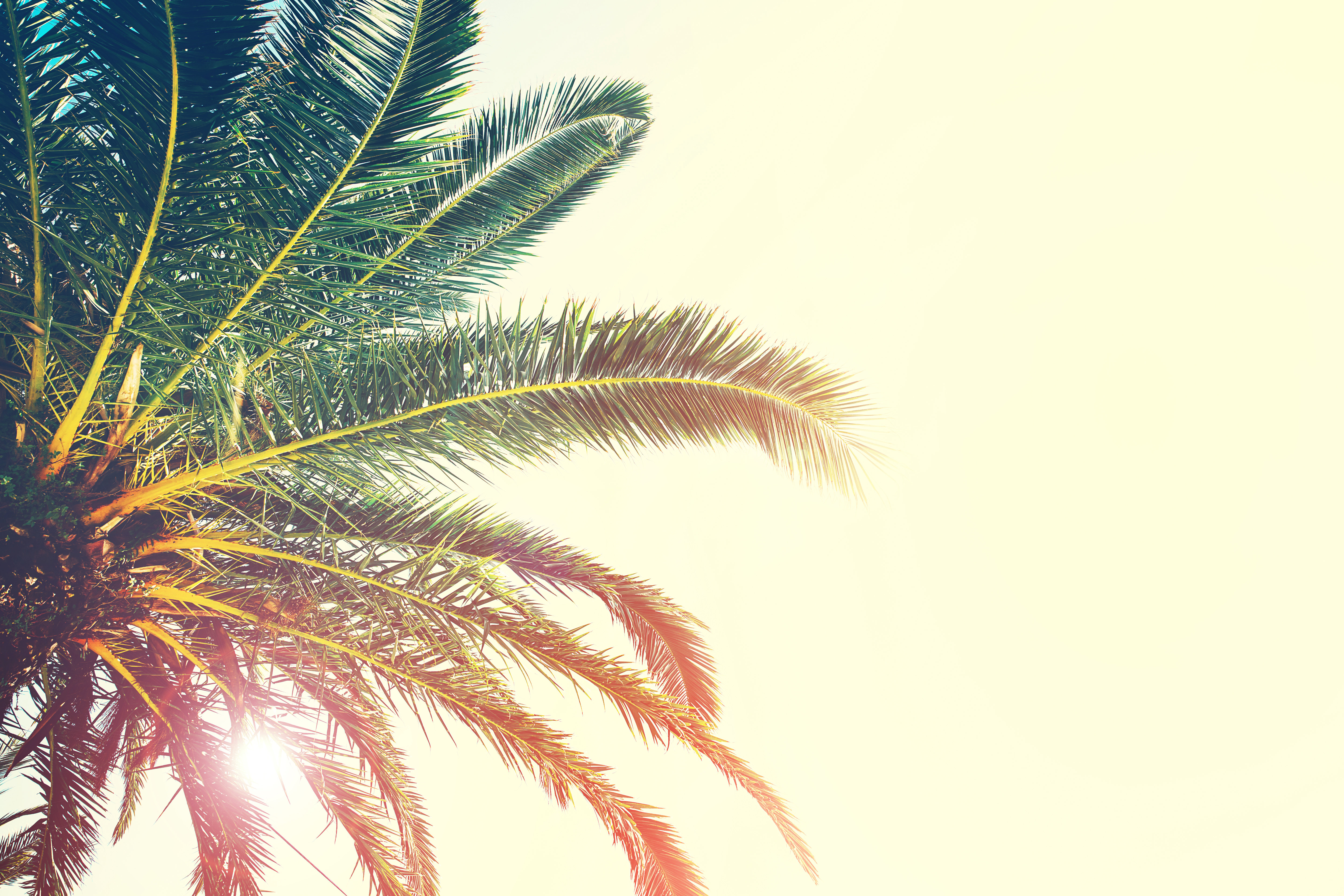 Bay Isle Home Palm Trees Branches On Canvas by Natalia Deriabina Print |  Wayfair