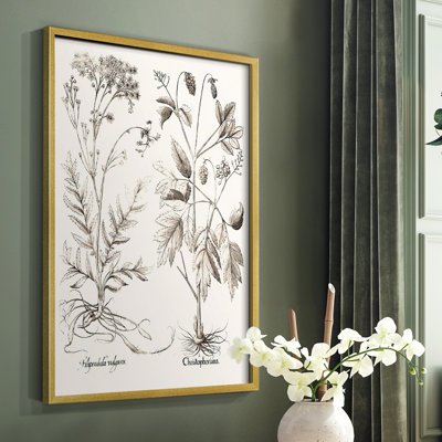 Sepia Besler Botanicals VIII Framed Print - Solid Wood
