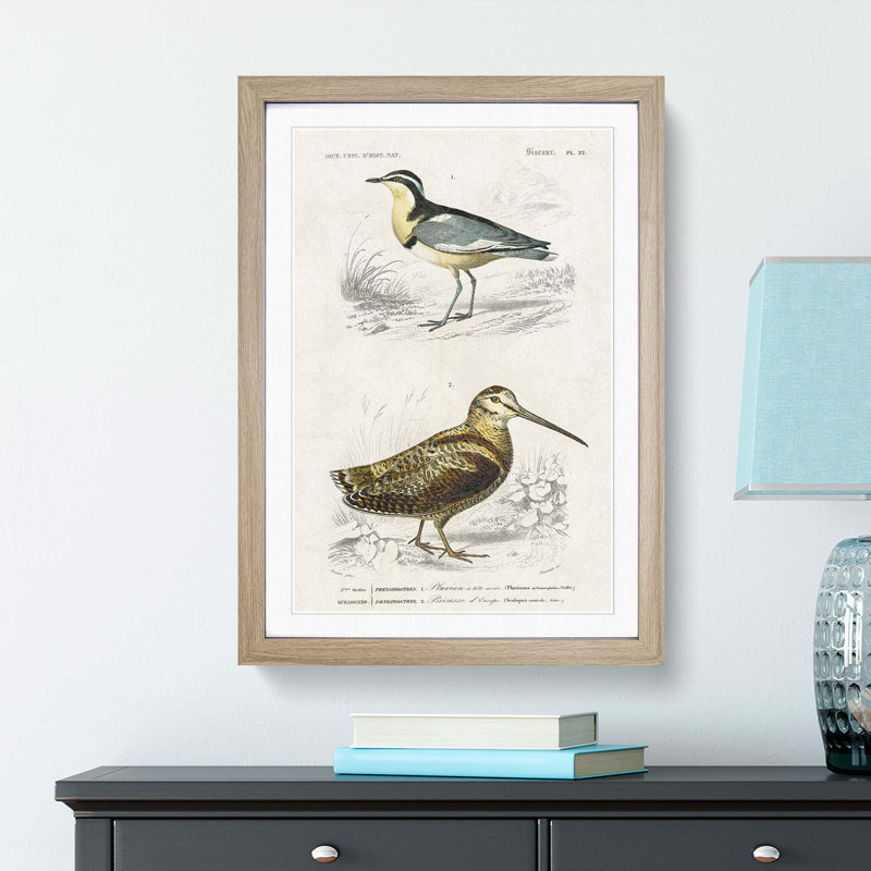 Bird Illustrations PL. 22 by Charles d Orbigny - Framed Print, Oak Framed, 33cm H x 24cm W x 2cm D