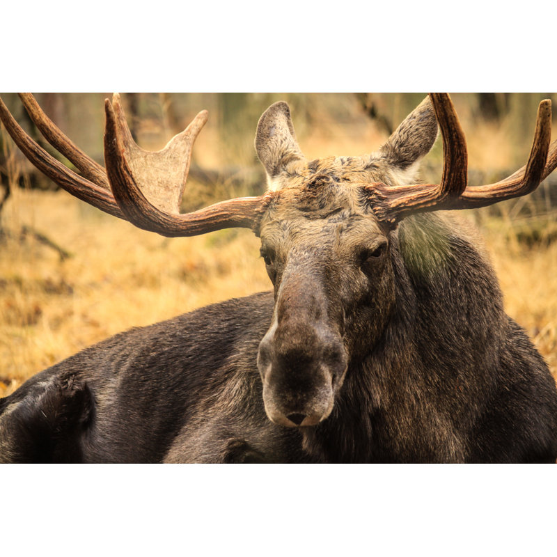Moose Portrait II by Ddieschburg - Wrapped Canvas Print, 51cm H x 76cm W x 3.8cm D