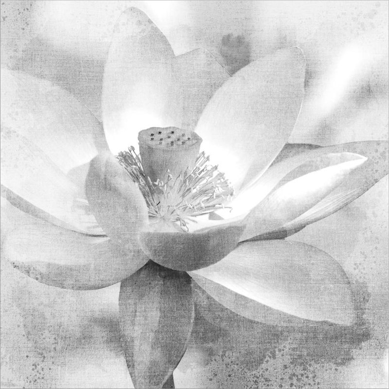 Décoration murale Lotus