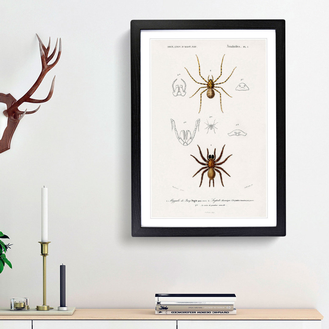 Spider Illustrations PL. 7 by Charles d' Orbigny - Picture Frame Painting Print