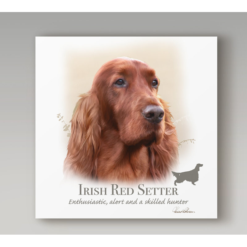 « irish red setter », reproduction d’impression sur toile tendue, H 24 po x l 24 po x P 2 po