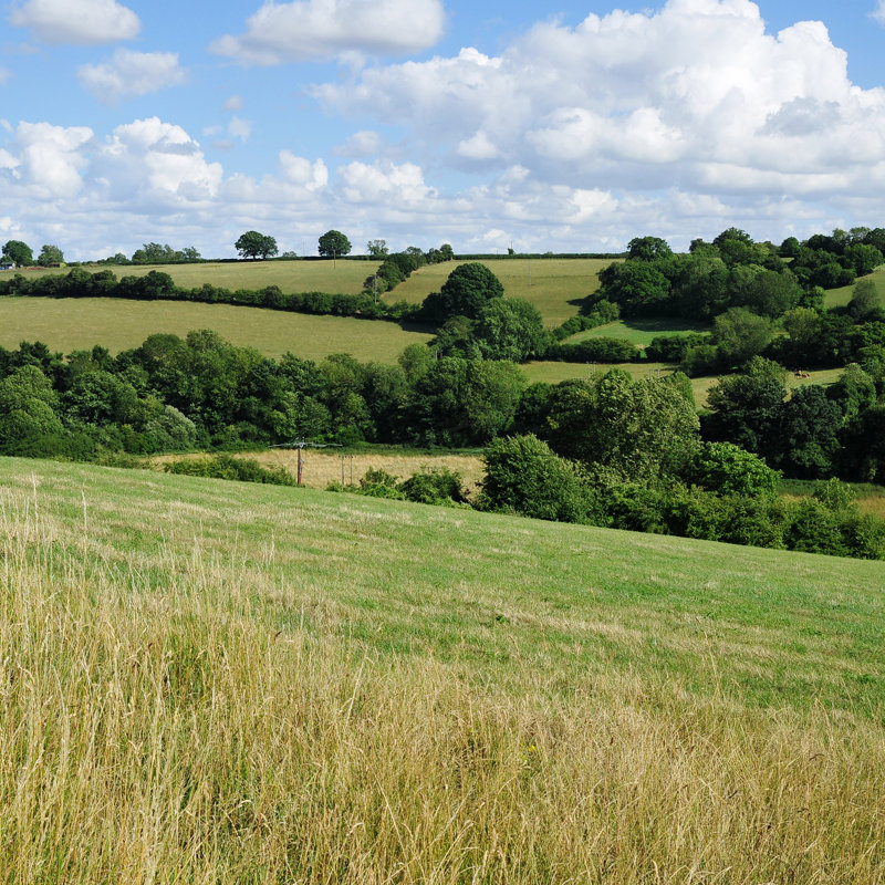View Of A Green Field by Akabei - Wrapped Canvas Print, 76cm H x 76cm W