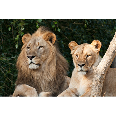 Couple de lion par Rusm