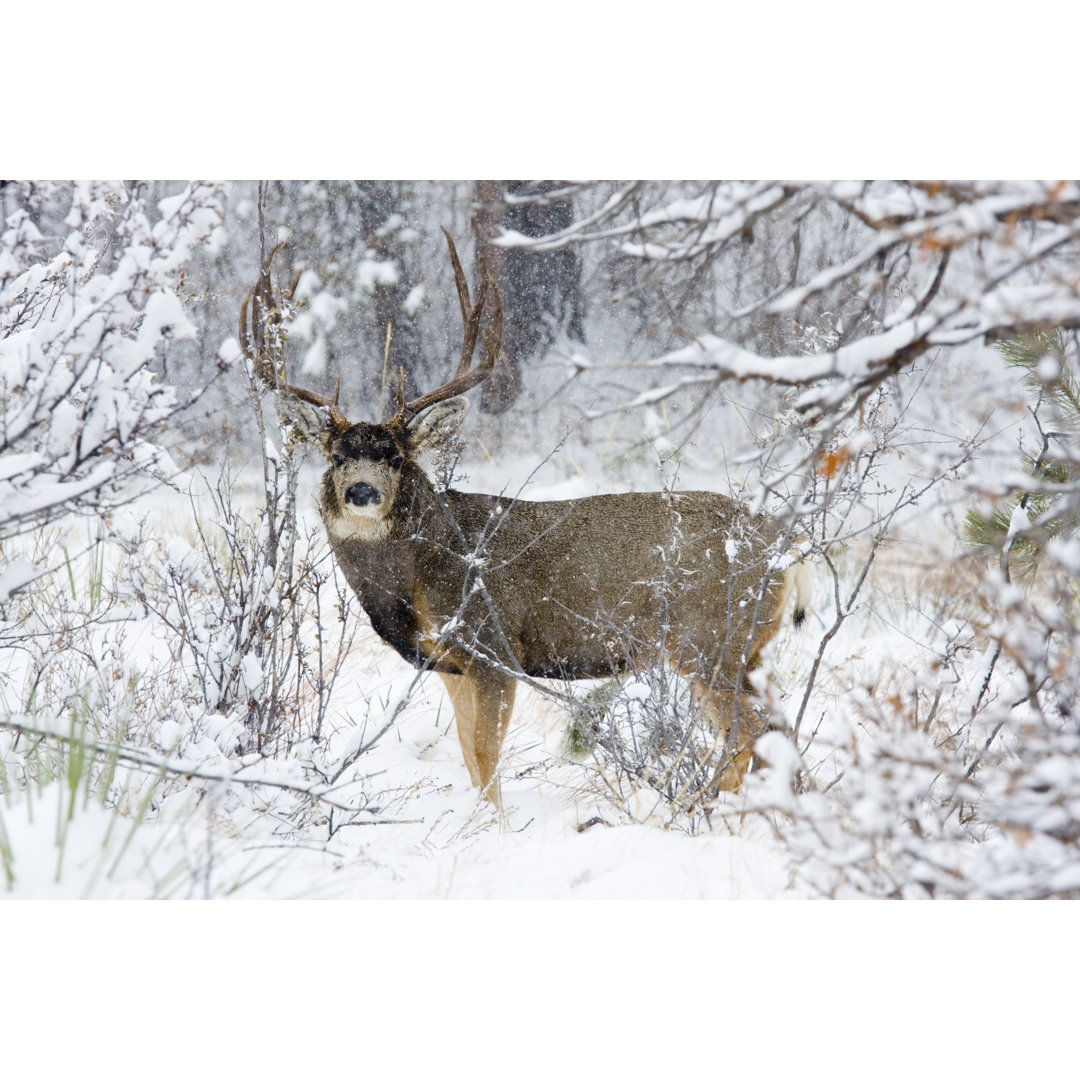 Colourado Maultierhirsch von SWKrullImaging - Leinwandbild