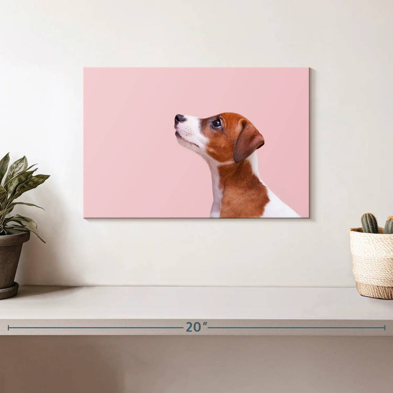 Jack Russel Brampt