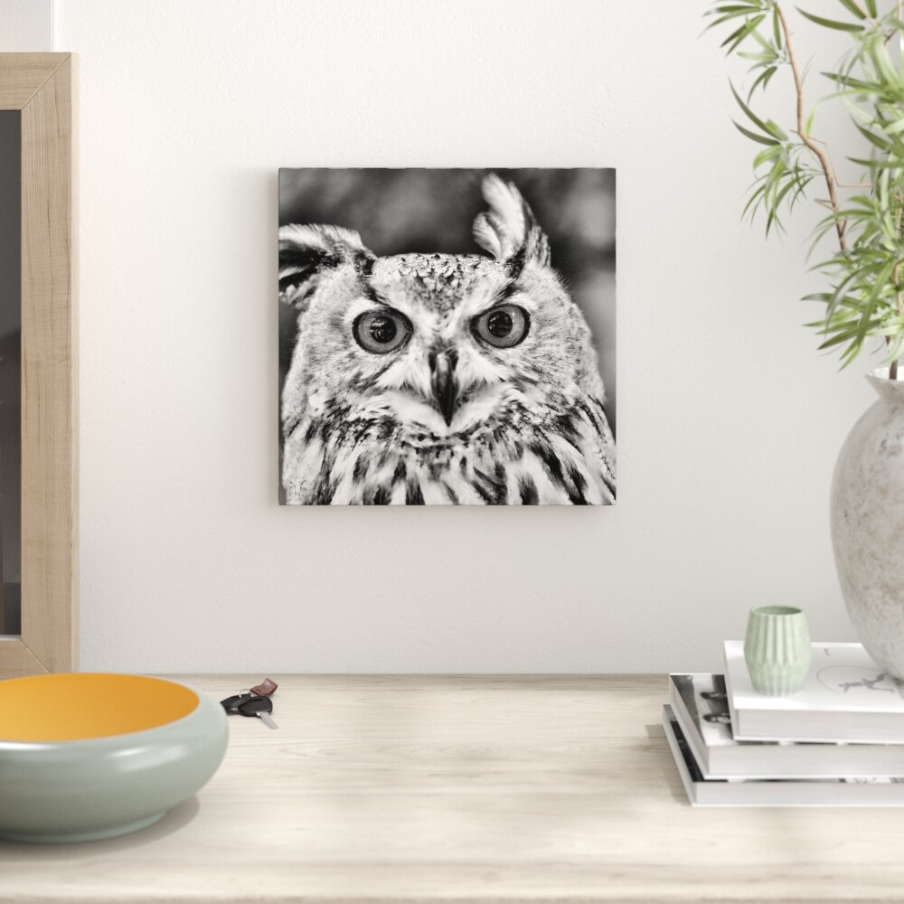 Leinwandbild Orange-Eyed Kautz Owl