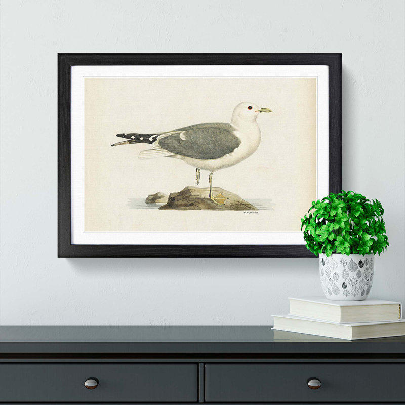 A Common Gull by Von Wright - Single Picture Frame Painting, Black Framed, 45cm H x 63cm W x 2cm D
