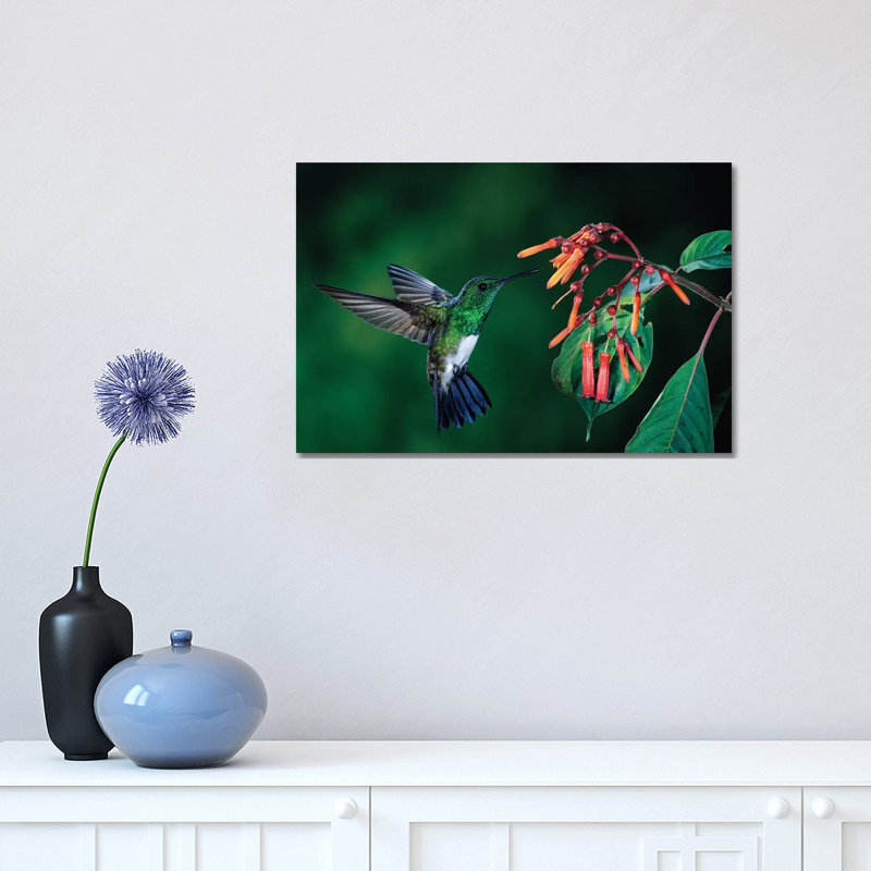 Snowy-Bellied Hummingbird Male Flying Near Firebush Flowers Cloud Forest, Costa Rica 1 Piece Wrapped Canvas Wall Art