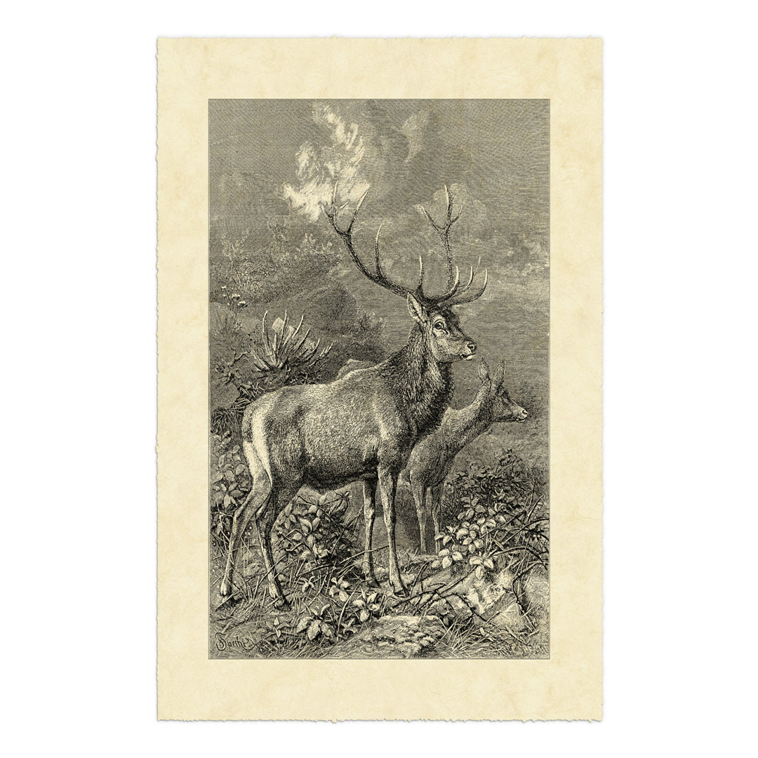 Leinwandbild Vintage Roe Deer II von Friedrich Specht