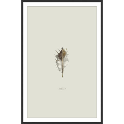 Sundry Murex 4 Framed Print