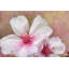 Reproduction d’art sur toile tendue "cerises fleurs" par theo-16030038