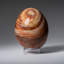 Genuine Polished Polychrome Egg from Madagascar (0.92 Lbs)