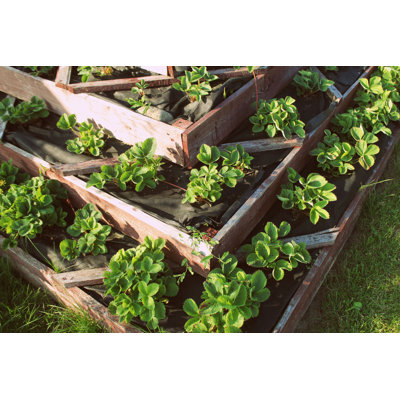 " Pyramid Raised Garden " by Vaivirga