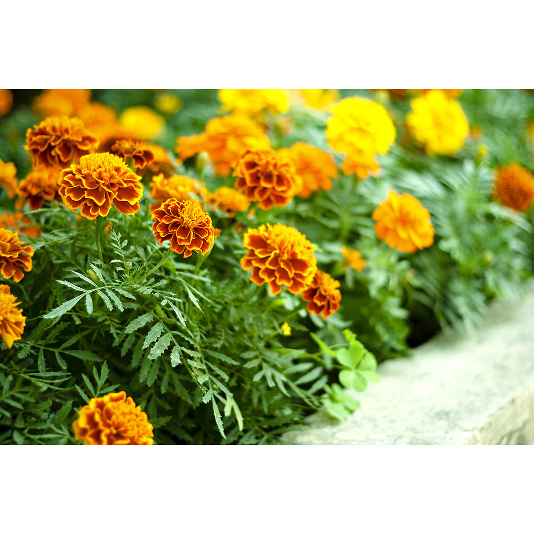 Leinwandbild Garten mit orangefarbenen und gelben Ringelblumen in voller Blüte