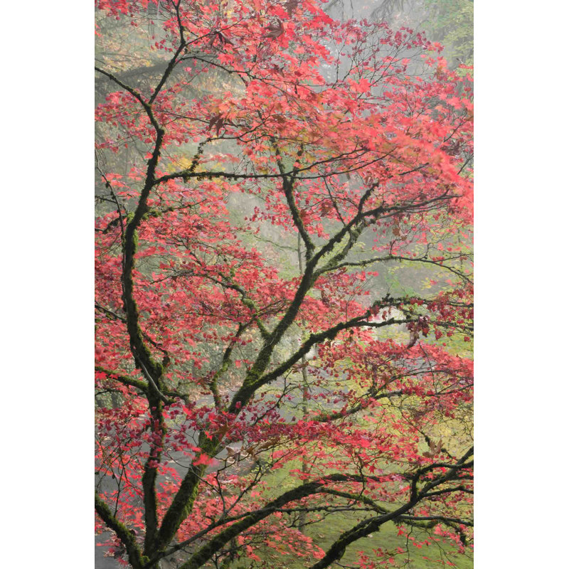 Reproduction d’art sur toile tendue "red zen" par don schwartz, H 36 po x l 24 po