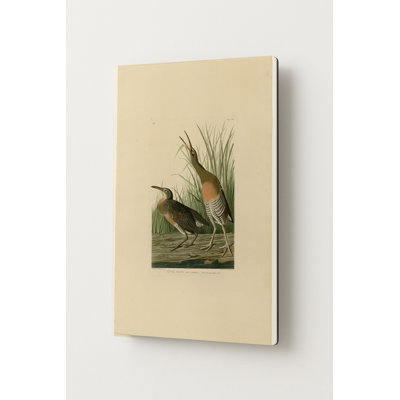 Poule des marais (Plaque CCIV) — Portrait en métal
