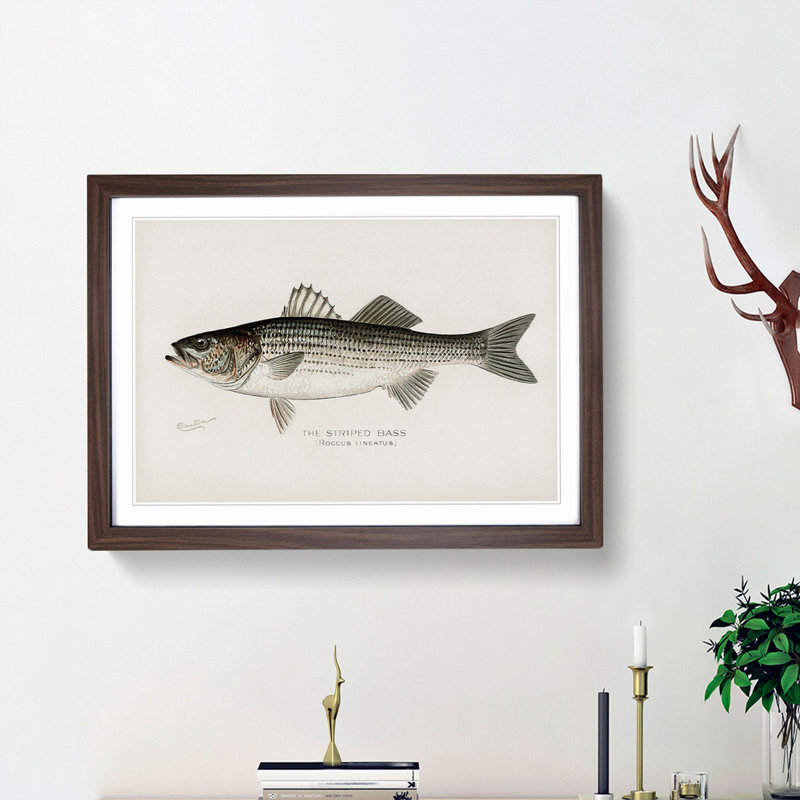 Striped Bass by Sherman F. Denton - Picture Frame Art Print, 27cm H x 36cm W x 2cm D, Walnut Framed