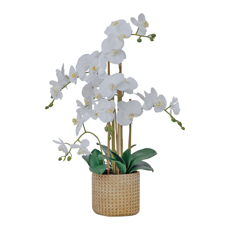 Arrangement d'orchidées blanches de 29 po dans un pot en céramique brun clair | Orchidées phalaenopsis blanches par Fiori Semper