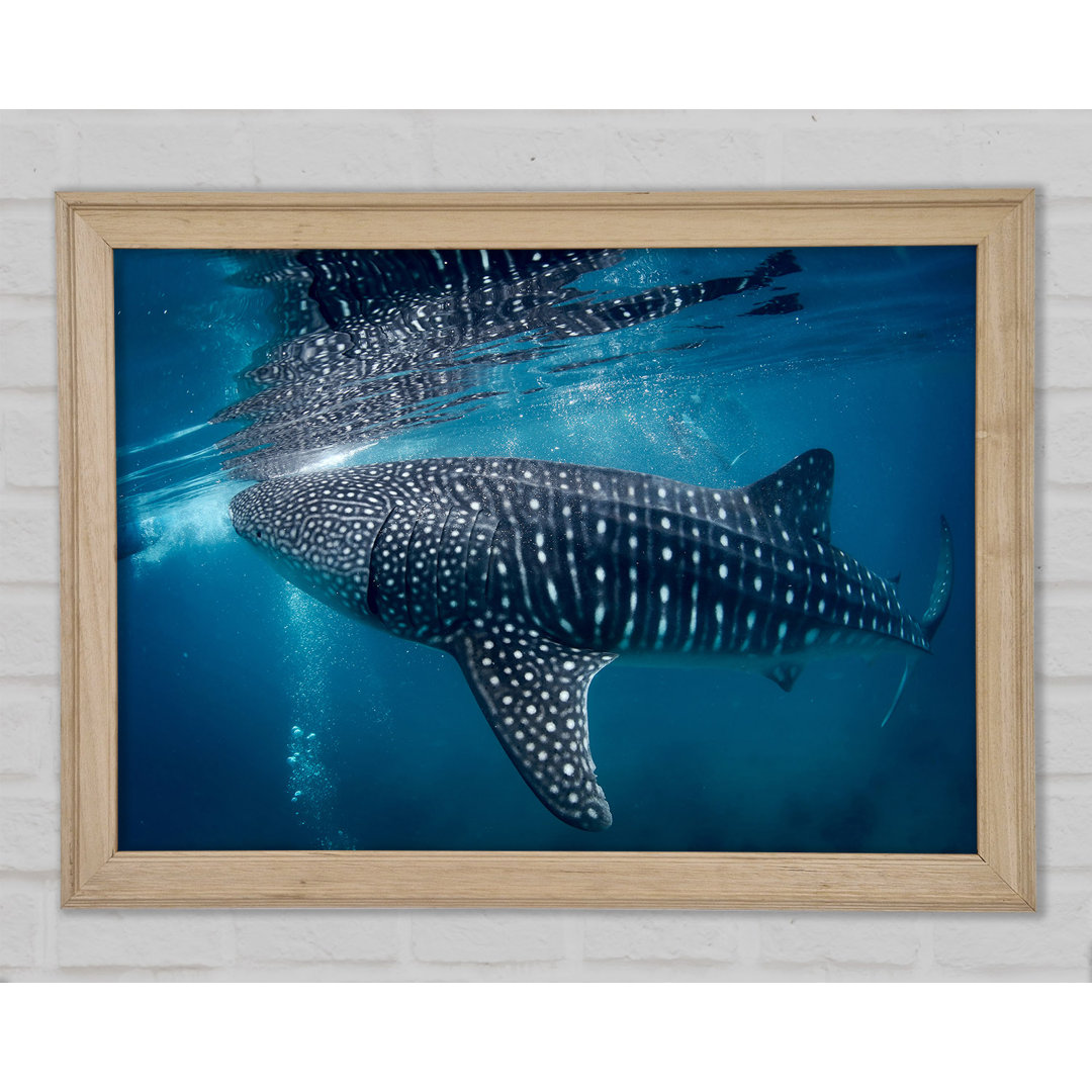 Gerahmtes Leinwandbild Spotted Whale Shark