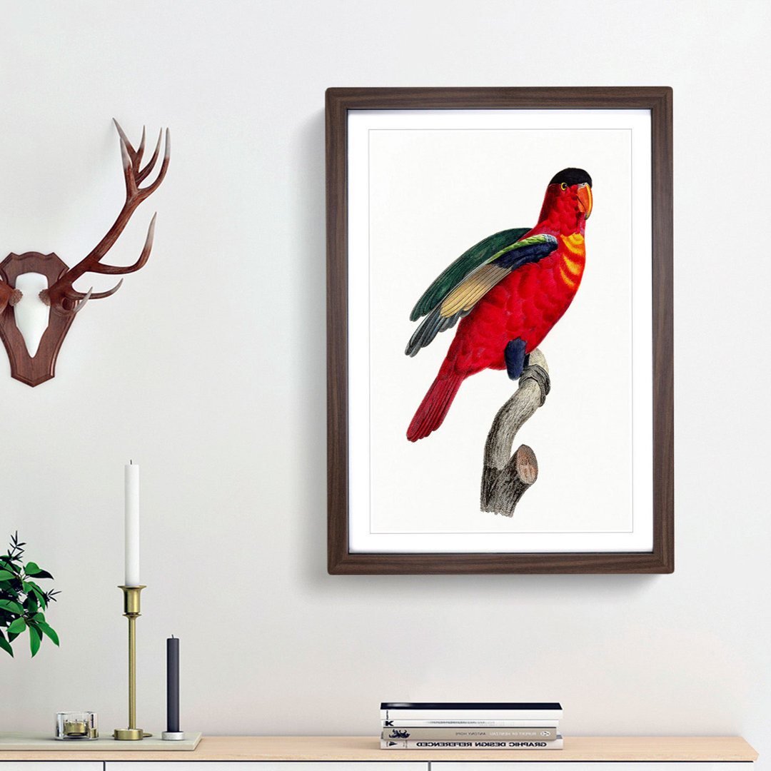 A Purple-Naped Lory by F. Levaillant - Framed Print