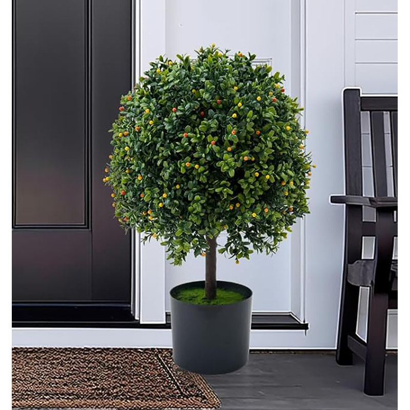 50.8cm Boxwood Plant