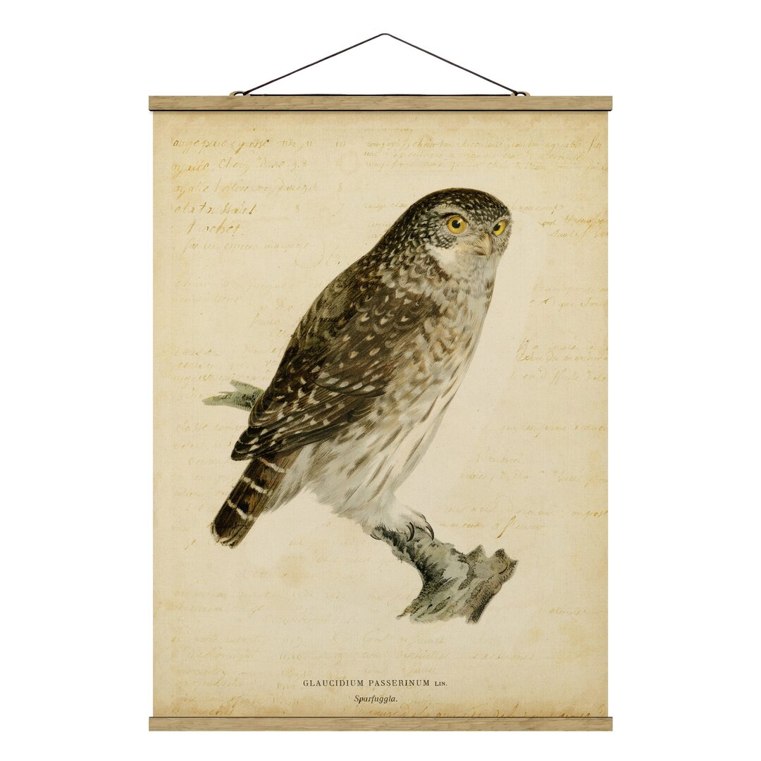 Stoffbild Vintage Pygmy Owl