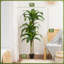 152cm Tree