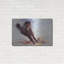 «Horse s'amusant» par Robert Campbell-642092420