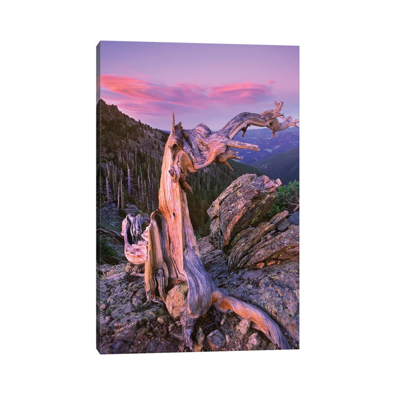 Rocky Mountains Bristlecone Pine Tree Overlooking Forest, Rocky Mountain National Park, Colorado 1 Piece Wrapped Canvas Wall Art