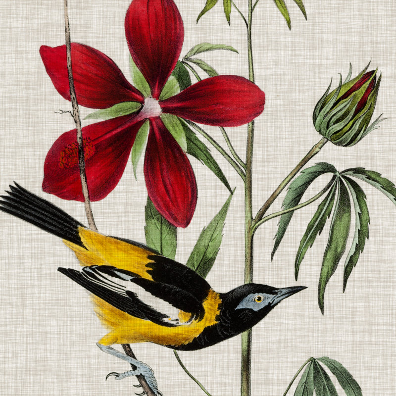 Avian Crop I by John Audubon - Wrapped Canvas Painting, 51cm H x 51cm W x 3.8cm D