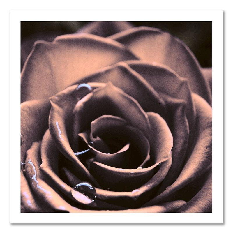 Water Droplets On A Rose - No Frame Print on Canvas, 50cm H x 50cm W