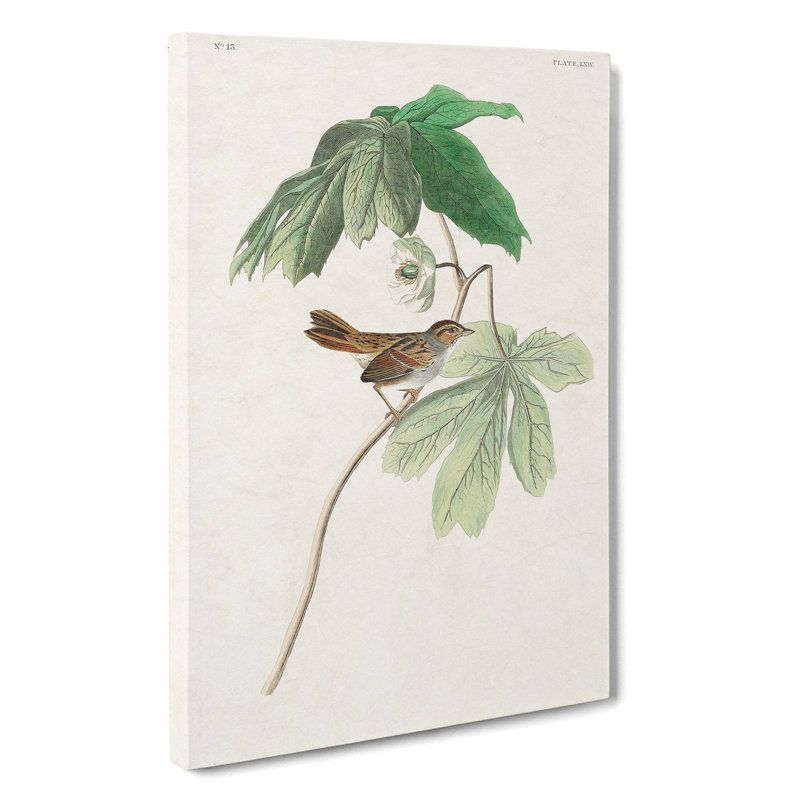 Swamp Sparrow by John James Audubon - Wrapped Canvas, 60cm H x 40cm W x 3cm D