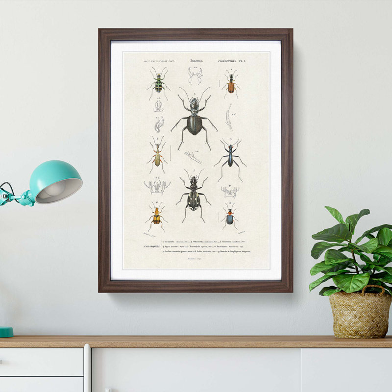 Beetle Illustrations PL.1 by Charles D'Orbigny - Single Picture Frame Print, 45cm H x 33cm W x 2cm D, Walnut Framed