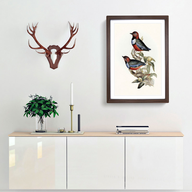 Macklots Pitta Birds by Elizabeth Gould - Framed Print, 65cm H x 48cm W x 2cm D, Walnut Framed