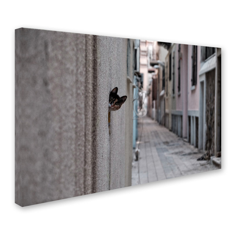 « dantel street cat », reproduction de photo sur toile tendue, 16 po x 24 po