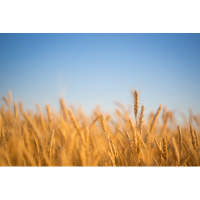 " Autumn Wheat Field " by Yaruta